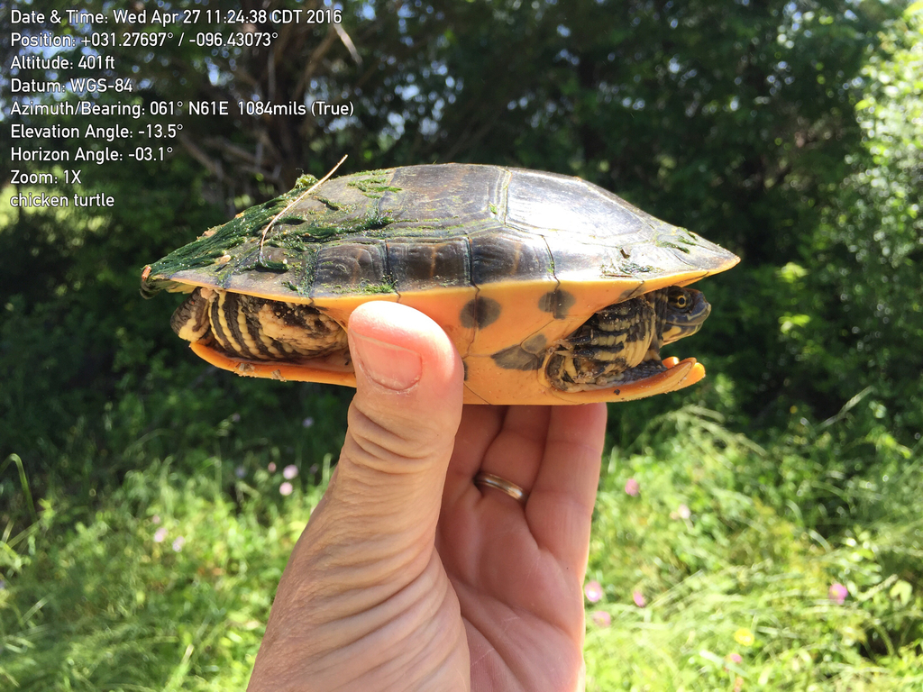 Chicken Turtle