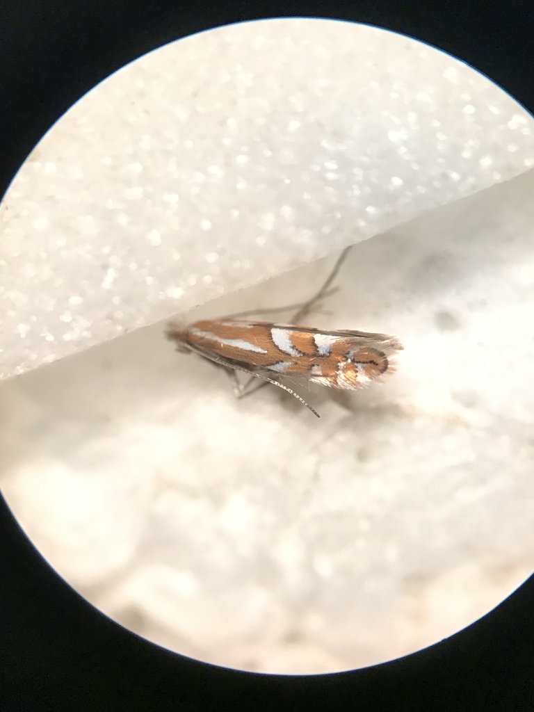 Apple Blotch Leafminer Moth