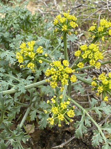 San Nicholas biscuitroot (Lomatium insulare)