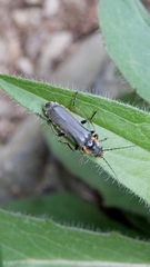 Cantharis obscura