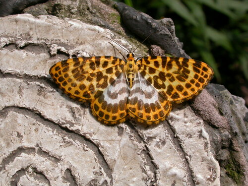 Gandaritis pseudolargetaui (Gandaritis pseudolargetaui)