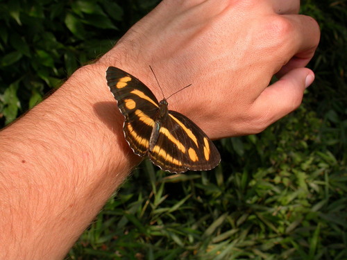 Neptis meloria