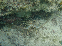 Caribbean spiny lobster