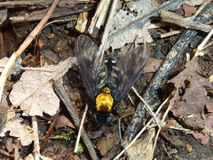 Chrysopilus thoracicus