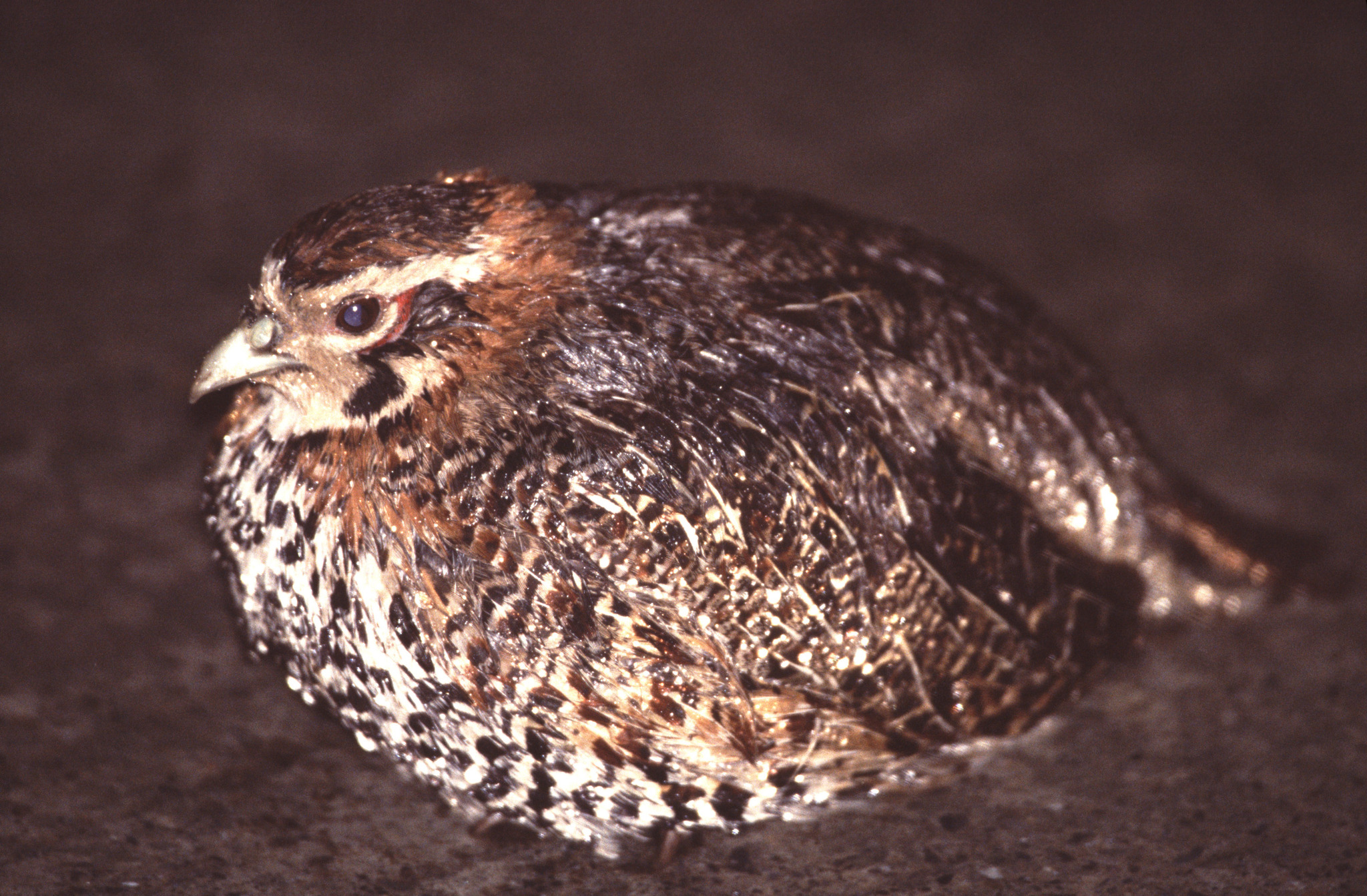 Tibetan Partridge