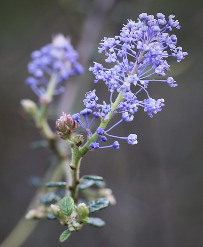 Parry Ceanothus