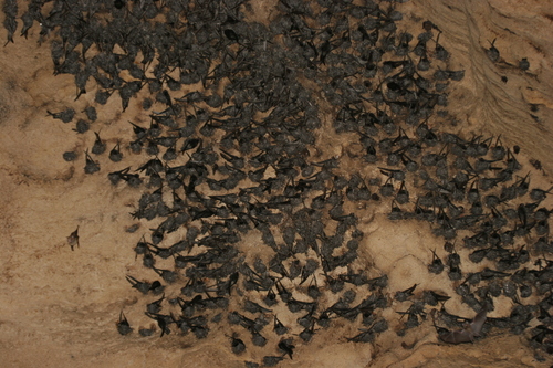 Black-nest Swiftlet (Aerodramus maximus), photo 3