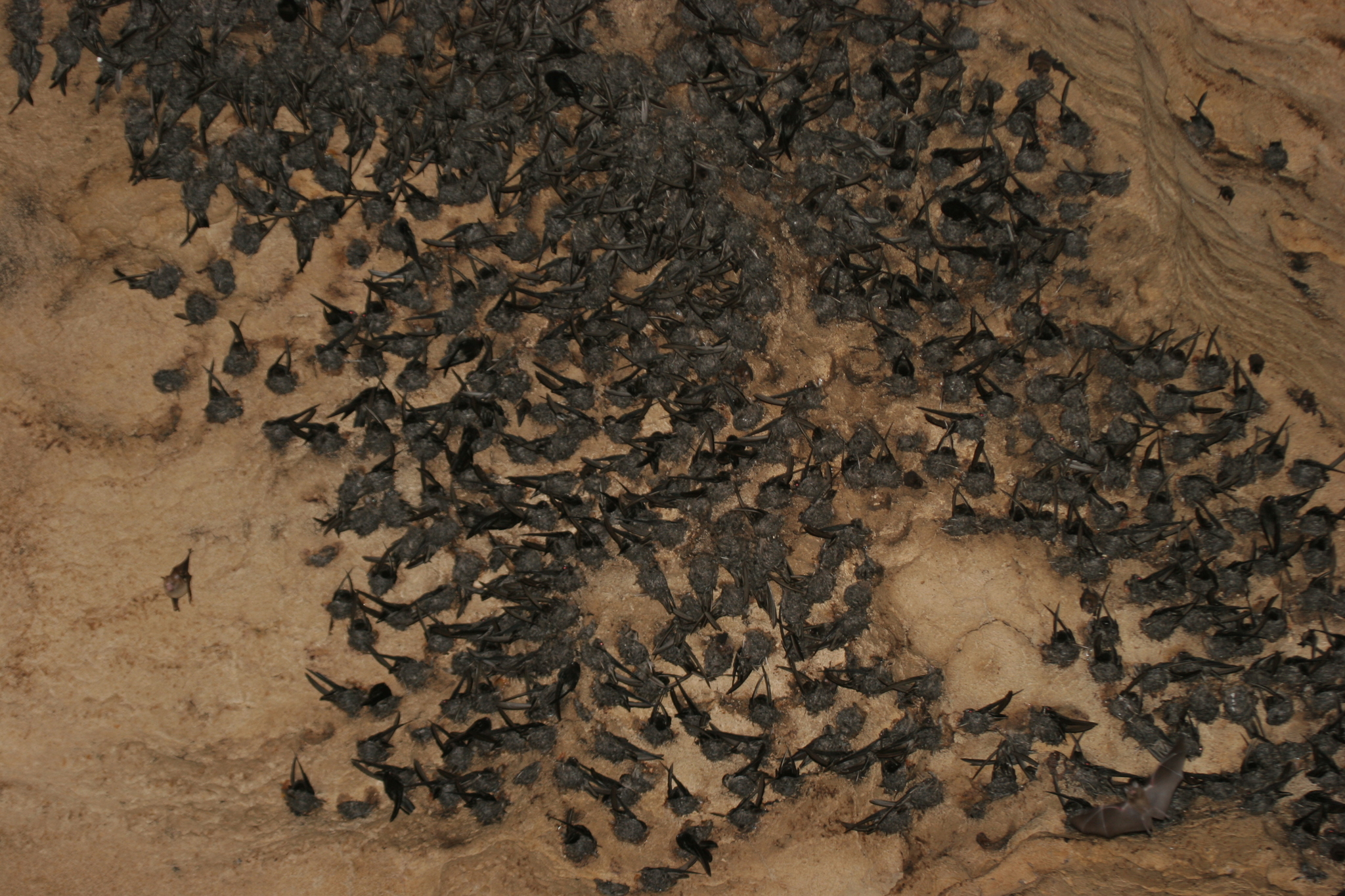 Black-nest Swiftlet (Aerodramus maximus), photo 2