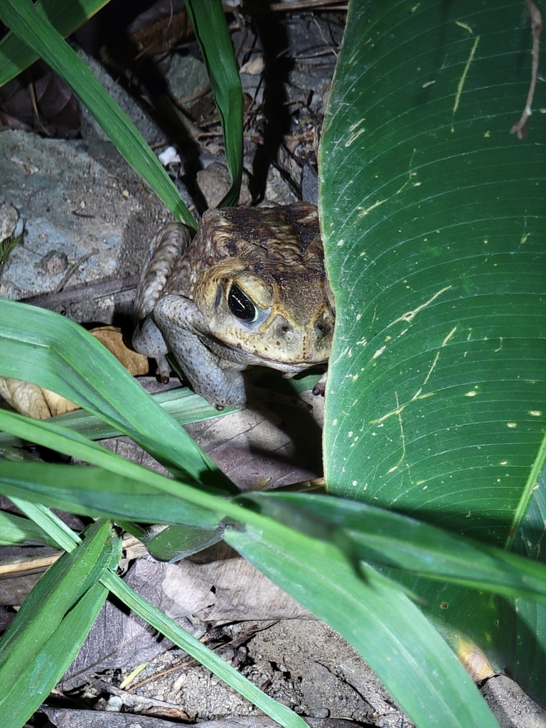 Giant Toad from 9RWW+7R, Puntarenas Province, Quepos, Costa Rica on ...