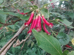 Iochroma fuchsioides