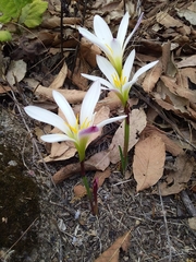 Zephyranthes