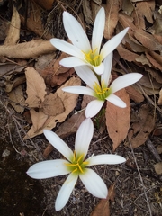 Zephyranthes