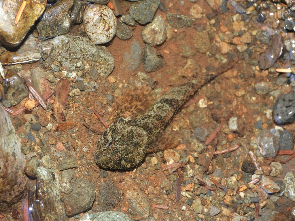 Torrent sculpin (Cottus rhotheus) — Cottidae