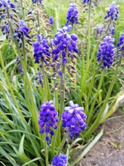 Muscari