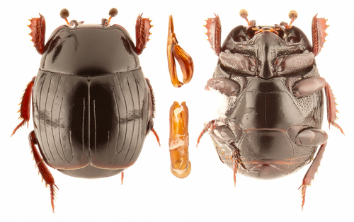 Confused Clown Beetle