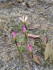 Zephyranthes