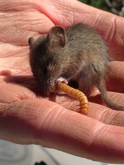 Peromyscus fraterculus