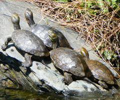 Mauremys leprosa leprosa
