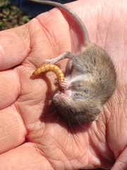 Peromyscus fraterculus