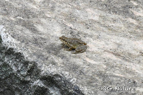 Wuyi Torrent Frog, Amolops wuyiensis