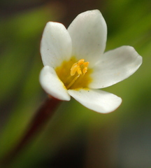 Leptosiphon parviflorus