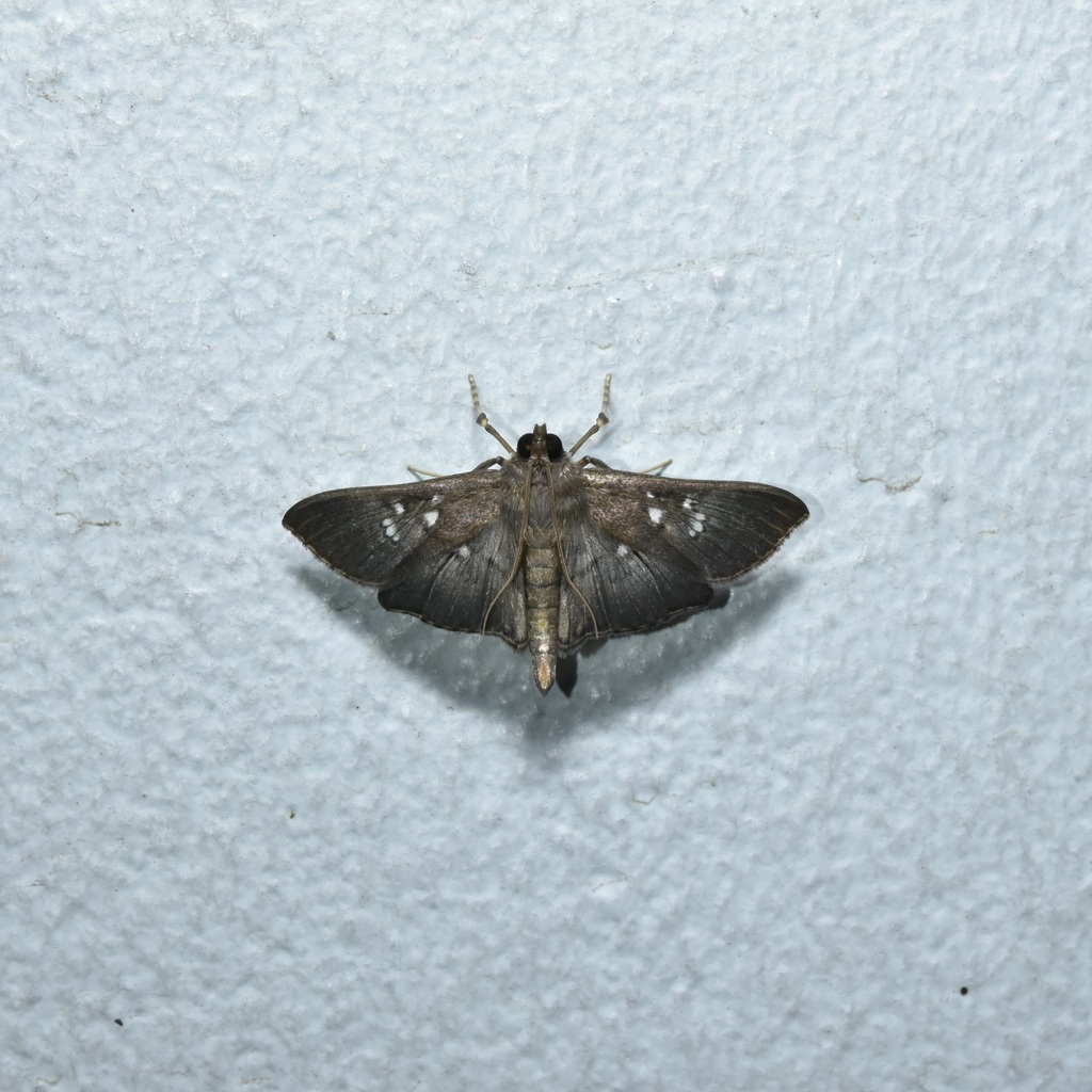 Microthyris prolongalis