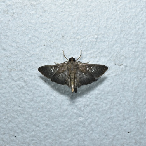 Microthyris prolongalis