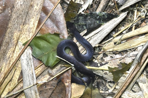 Hallowell's Coffee Snake