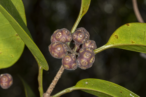 Gynochthodes myrtifolia observed 2024-01-24