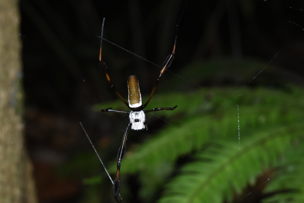 Golden Silk Spider from Tunapuna/Piarco Regional Corporation, Trinidad ...