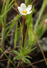 Leptosiphon parviflorus