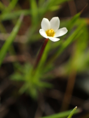 Leptosiphon parviflorus