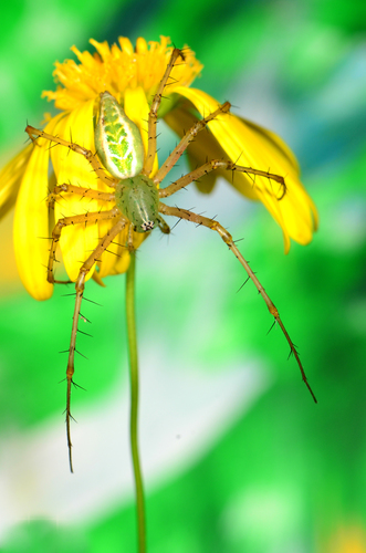Decorated Green Lynx Spider