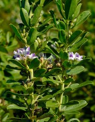 Psoralea wilmsii