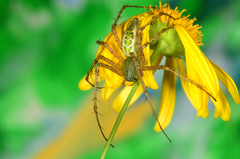 Peucetia striata