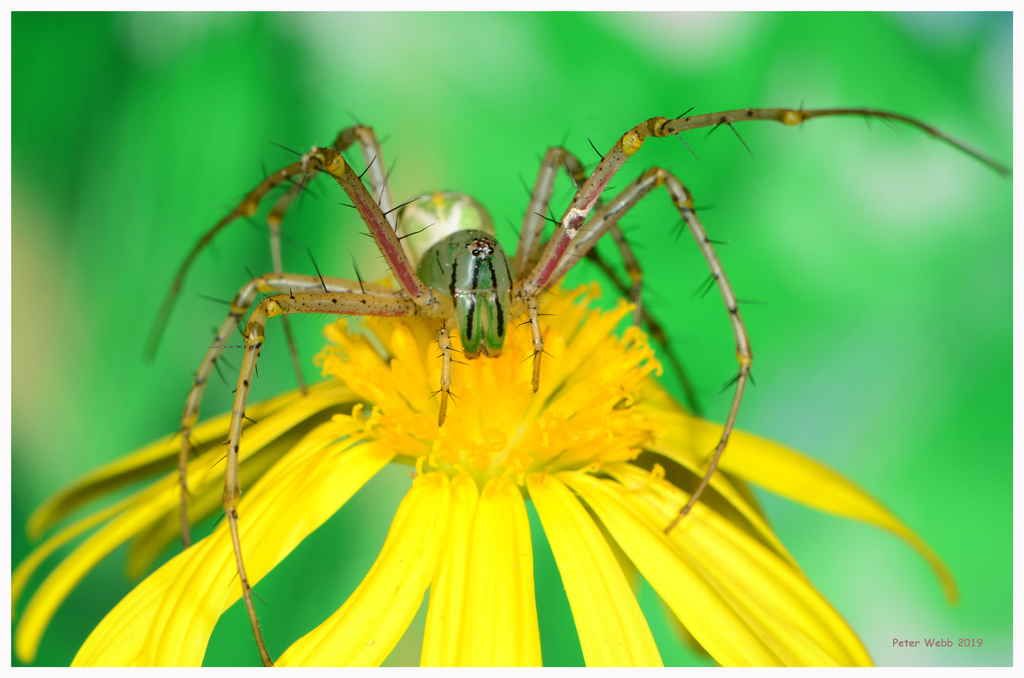 Decorated Green Lynx Spider