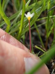 Leptosiphon parviflorus