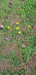Taraxacum officinale