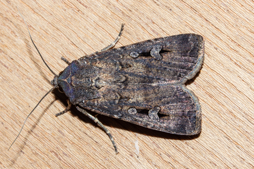 Bogong moth