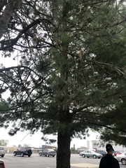Pinus strobus