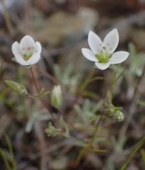Sabulina douglasii
