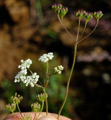 Pimpinella caffra