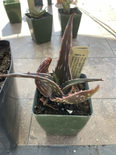 Aloe djiboutiensis