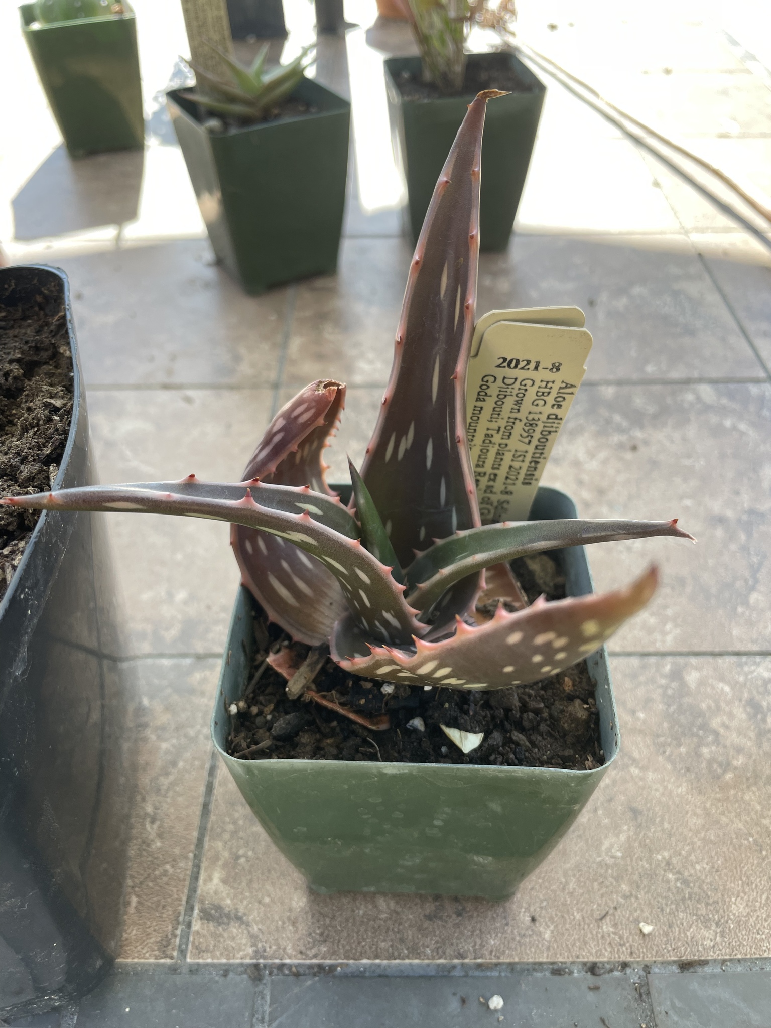 Aloe djiboutiensis