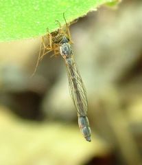 Leptogaster flavipes