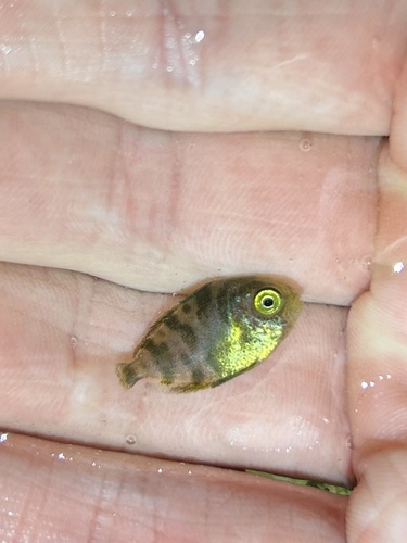 Blue driftfish (Psenes maculatus) — Nomeidae