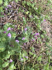 Lamium amplexicaule