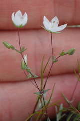 Sabulina douglasii