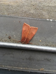 Orthosia transparens
