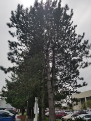 Pinus
